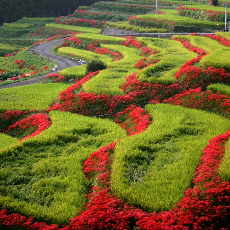 江里山の棚田